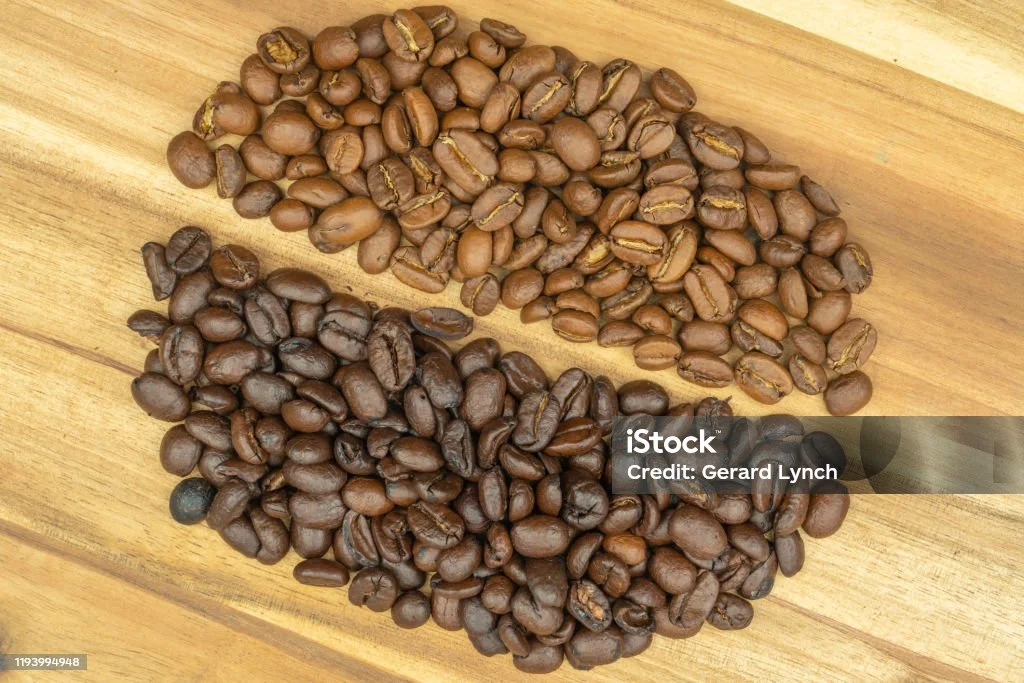 Hạt Arabica và Robusta sau khi rang thể hiện màu sắc khác nhau