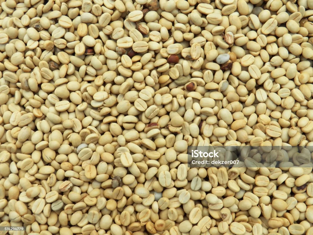 Đặc điểm nhận biết hạt cà phê Arabica bằng mắt thường