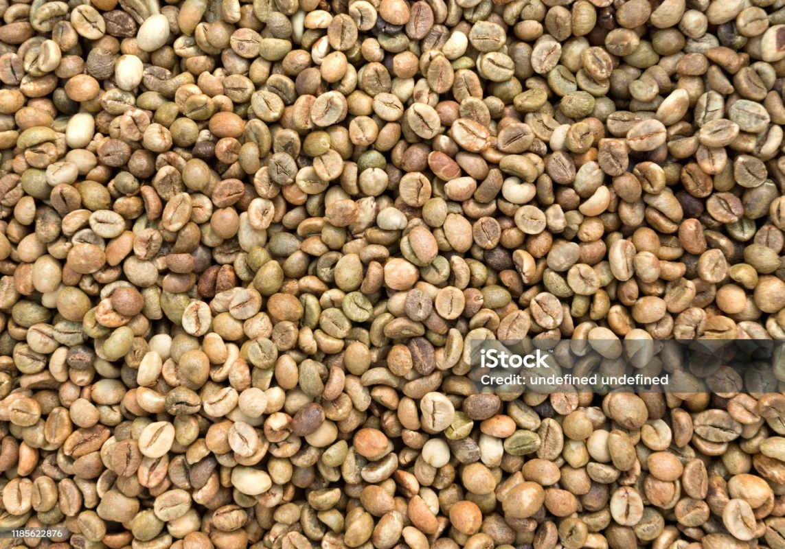Đặc điểm nhận biết hạt cà phê Robusta bằng mắt thường
