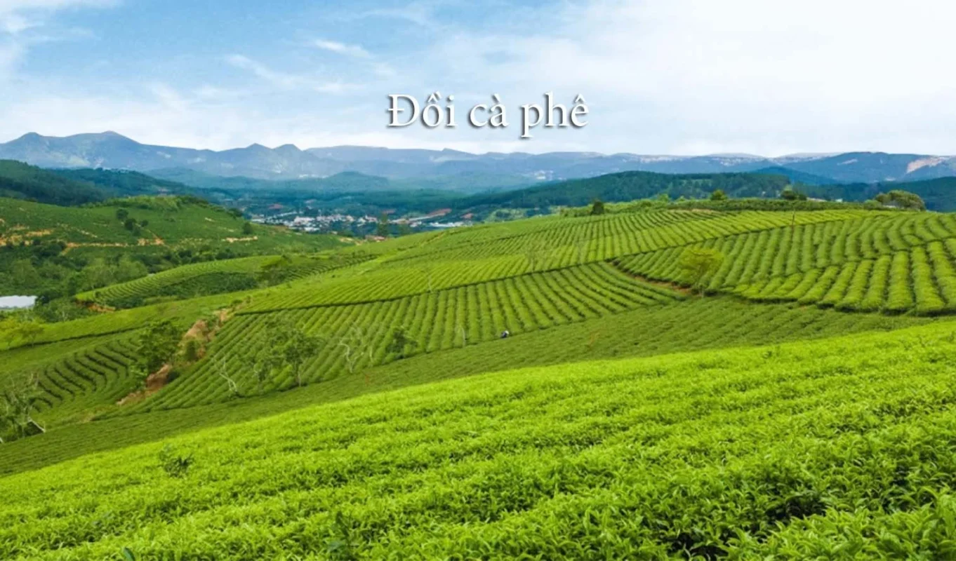 Đồi cà phê Cầu Đất tại Đà Lạt