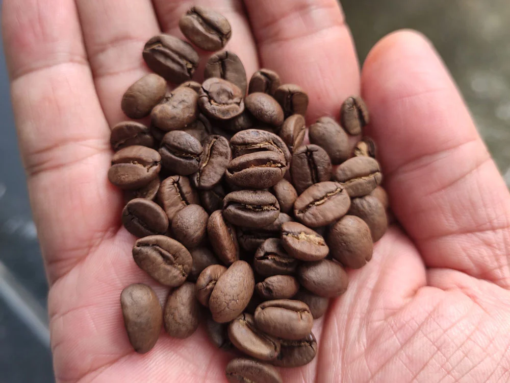 Hạt Arabica trồng tại vùng Cầu Đất Đà Lạt
