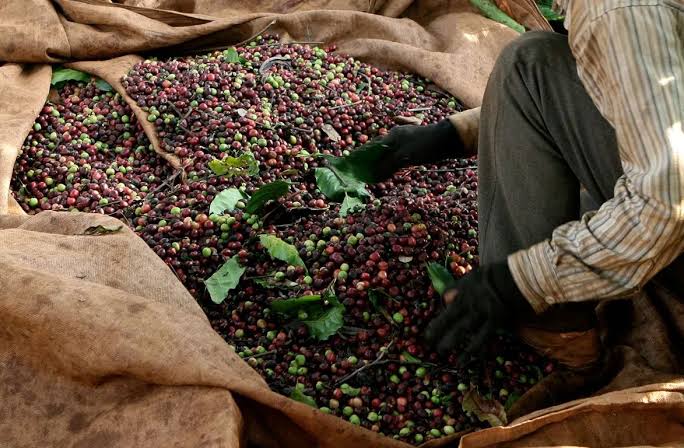Thu hoạch cà phê Robusta tại Việt Nam