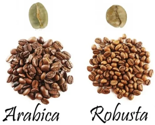 Phân biệt Arabica và Robusta dựa trên hình dáng hạt