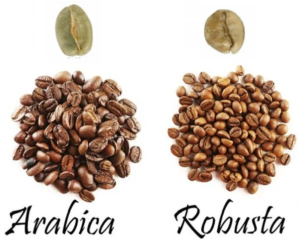 Phân biệt Arabica và Robusta dựa trên hình dáng hạt