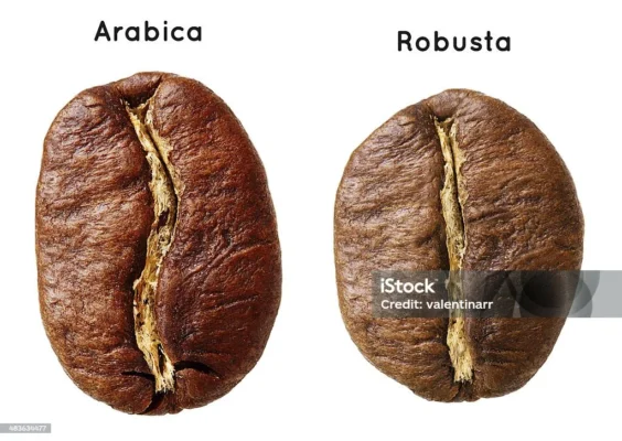 So sánh hạt cà phê Arabica và Robusta về hình dáng và màu sắc
