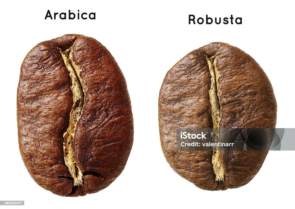 So sánh hạt cà phê Arabica và Robusta về hình dáng và màu sắc