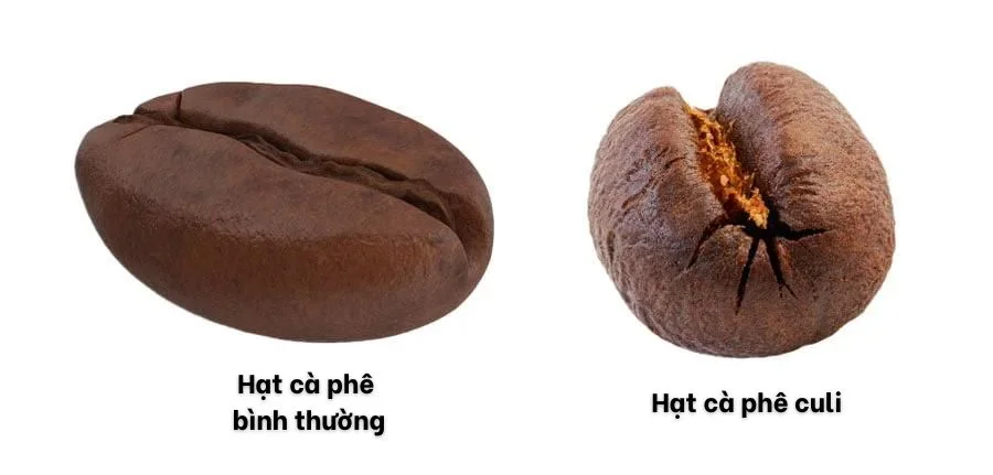 So sánh hạt cà phê Culi với hạt cà phê thông thường