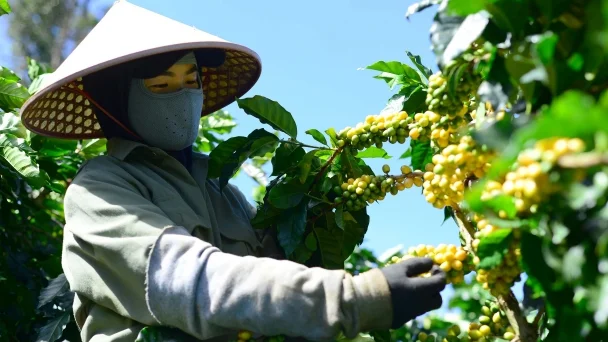 Thu hoạch cà phê tại vùng trồng Cầu Đất